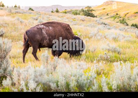 Bisonte che pascola sulla terra Foto Stock