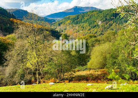 Llugwy e Conwy Valley vicino a Betws-Y-Coed, County Conwy, Galles del Nord. Immagine scattata nel mese di ottobre 2021. Foto Stock