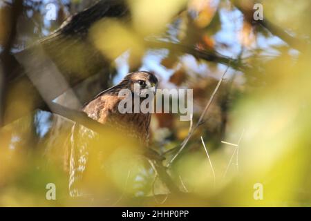 Hawk rosso spalla seduto in un albero Foto Stock