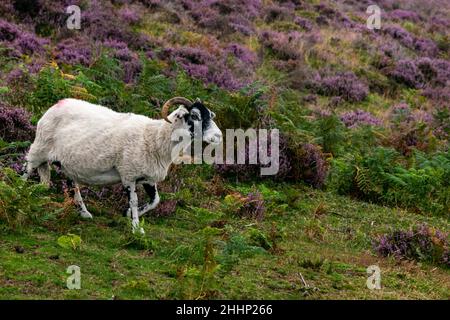 Pecore bianche e nere che camminano lungo la collina, animali da fattoria che vagano liberamente in cespugli di erica viola sulla collina nel Parco Nazionale del Peak District Foto Stock