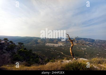 Mattinata, Puglia, Italia: Immagine panoramica della città circondata da ulivi Foto Stock