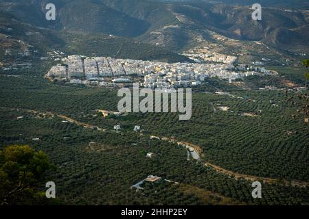 Mattinata, Puglia, Italia: Immagine panoramica della città circondata da ulivi Foto Stock