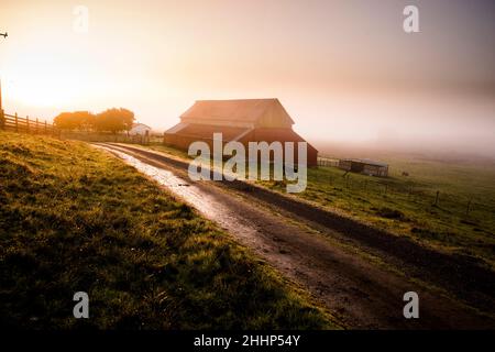 Red Barn in fattoria a Petaluma, California Foto Stock