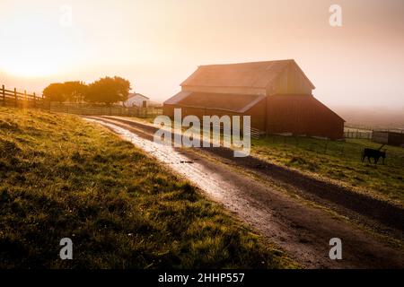 Red Barn in fattoria a Petaluma, California Foto Stock