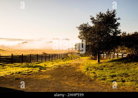 Farm Scene a Petaluma, California Foto Stock