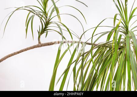 Tronco curvo della vecchia Dracaena marginata su sfondo bianco Foto Stock