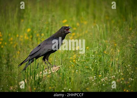 Uccelli - Raven (Corvus Corax) l'uccello più intelligente, arroccato su un ramo. Uccello nero corvo con morto fagiano comune. Comportamento di alimentazione scena avanti Foto Stock