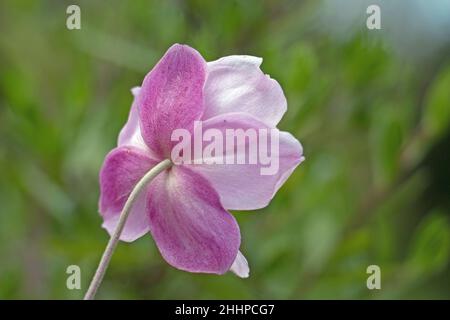 Rosa giapponese anemone fiore, Anemone x Hybrid elegans, giapponese tumbleweed o vento fiore, posteriore, vista posteriore Foto Stock