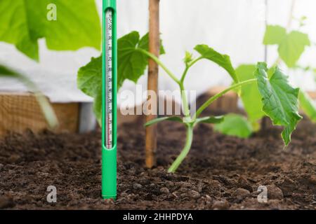 Misurazione della temperatura del suolo in un letto di giardino con piantine di cetrioli. Controllo di clima per coltivare vegetali Foto Stock