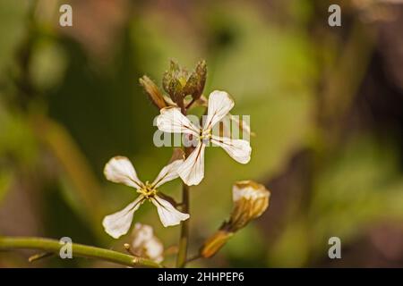 Fiori della pianta di Rocket 13438 Foto Stock