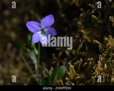 Piccolo viola blu nella foresta di primavera, fuoco selettivo Foto Stock