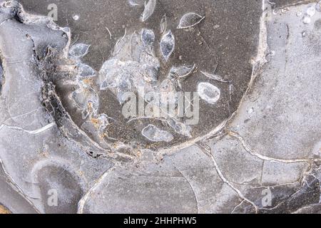 Foto di fossili in pietra trovati sulla Costa Giurassica Foto Stock