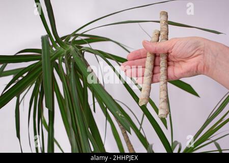 Donna mano che tiene tagli pezzi di tronco vecchio Dracaena marginata per piantare su sfondo bianco Foto Stock