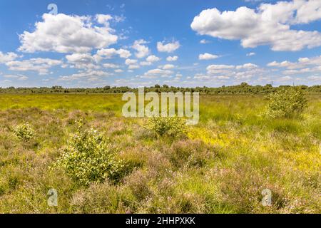 La torbiera rialzata, chiamata anche Riserva Naturale delle torbiere ombrotrofiche di Witten nella Provincia di Drenthe, Paesi Bassi. Paesaggio in natura europea. Foto Stock
