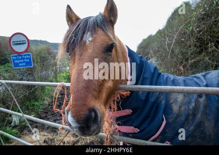 Primo piano di un Horses faccia e testa in un campo vicino Mullion Cove, Cornovaglia, Regno Unito Foto Stock