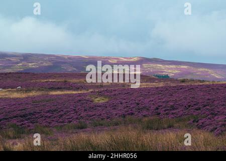 Paesaggio di vasti Peak District viola brughiere di erica, vista a lunga distanza delle colline coperte di fiori rosa durante l'estate Foto Stock