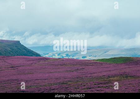 Paesaggio di vasti Peak District viola brughiere di erica, vista a lunga distanza delle colline coperte di fiori rosa durante l'estate Foto Stock