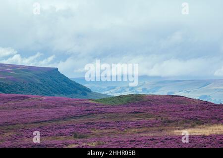 Paesaggio di vasti Peak District viola brughiere di erica, vista a lunga distanza delle colline coperte di fiori rosa durante l'estate Foto Stock