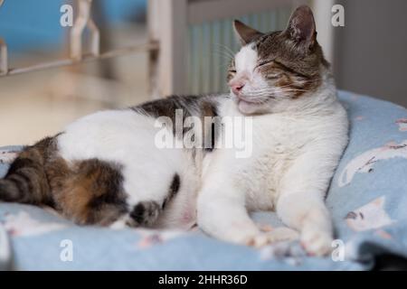 Goiânia, Goias, Brasile – 25 gennaio 2022: Un gatto tabby, comodamente sdraiato sul letto di fronte alla finestra. Foto Stock