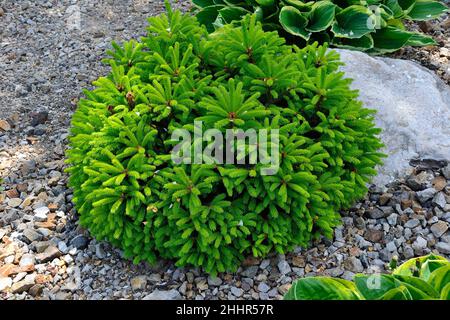 Abete nana Picea abies con morbidi aghi a molla verdi pallidi su germogli di abete. Piante ornamentali sempreverdi conifere compatte per disegno paesaggistico giardino. Foto Stock