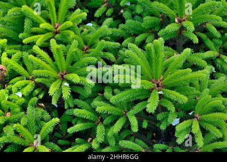 Abete nana Picea abies con molle morbide verdi pallidi su pine di abete texture, close up. Piante ornamentali sempreverdi di conifere per giardino paesaggistico Foto Stock