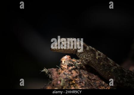 Giorno Gecko o Dwarf Gecko- Cnemaspis sp., Satara, Maharashtra, India Foto Stock