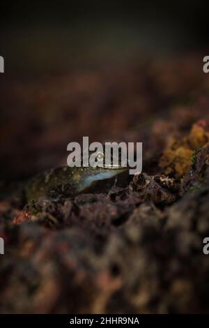 Giorno Gecko o Dwarf Gecko- Cnemaspis sp., Satara, Maharashtra, India Foto Stock