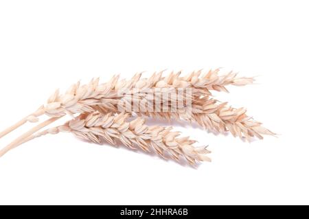 Spikelets di grano isolato sul bianco Foto Stock