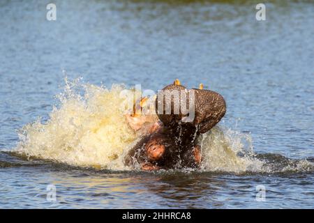 Ippona che branca l'acqua nel Parco Nazionale di Kruger Foto Stock