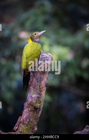 Picus flavinucha, Uttarakhand, India Foto Stock