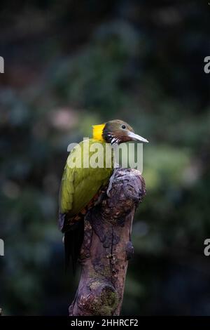 Picus flavinucha, Uttarakhand, India Foto Stock