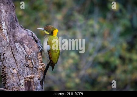 Picus flavinucha, Uttarakhand, India Foto Stock