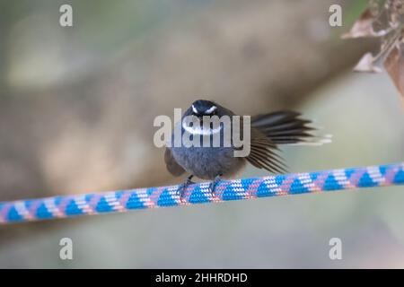 Fantasma con gola bianca, Rhipidura albicollis, Uttarakhand, India Foto Stock