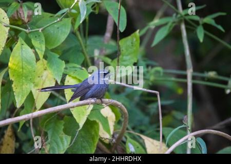 Fantasma con gola bianca, Rhipidura albicollis, Uttarakhand, India Foto Stock