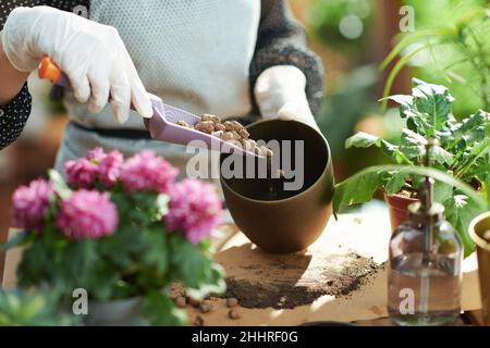 Casa verde. Primo piano su donna con pianta in vaso e argilla espansa nella casa in giorno di sole. Foto Stock