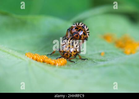 Primo piano di un paio di scarabei di patate Colorado e le loro uova. Pesti di piante di patata. Soft focus selettivo, spazio per il testo Foto Stock