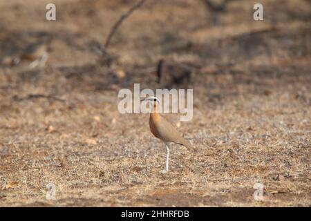 Consigliere indiano, Cursorius coromandelicus, Saswad, Pune, Maharashtra, India Foto Stock