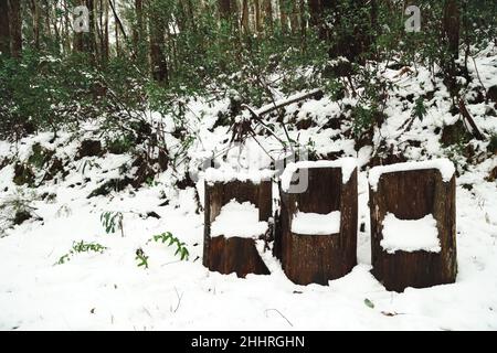 Beautiful view of snowy cut trees in the forest with trees on a snowy winter day Foto Stock