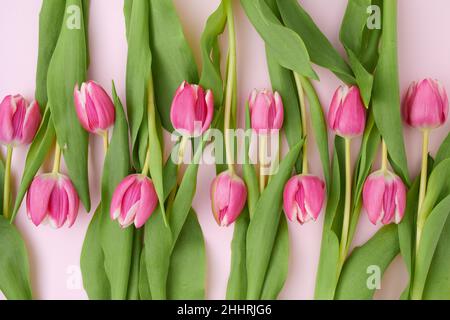 piatto primaverile con tulipani isolati su sfondo rosa. Foto Stock