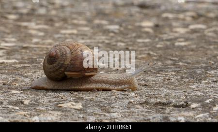 Una lumaca giardino che si muove lentamente sul marciapiede per il concetto di velocità Foto Stock