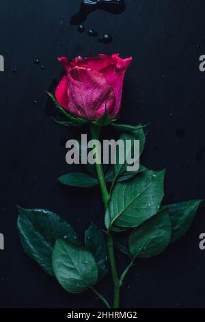 rosa bagnata e rosa scuro adagiato su tavola nera con foglie Foto Stock