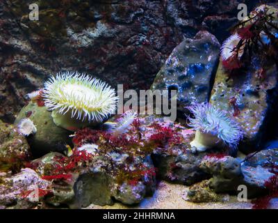 Aggregando l'Anemone tra la formazione rocciosa, l'Acquario Steinhart, San Francisco Foto Stock