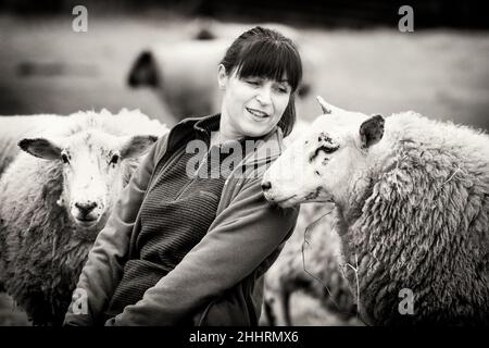 La pastorella Vegan. Immagini di una donna nel nord della Scozia che si prende cura di un piccolo gregge di pecore, molte delle quali hanno problemi di età e salute. Foto Stock