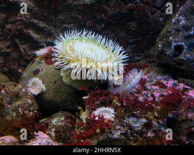 Aggregando l'Anemone tra la formazione rocciosa, l'Acquario Steinhart, San Francisco Foto Stock