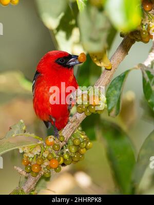 Tanager a fiamma colorata (Piranga bidentata) Foto Stock