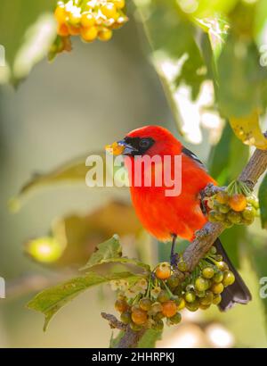 Tanager a fiamma colorata (Piranga bidentata) Foto Stock