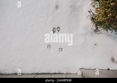 le stampe cat paw atterrano sulla neve Foto Stock