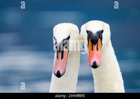 Mute Swan (Cygnus olor), Ritratto di una coppia. Foto Stock