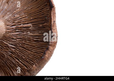 funghi freschi isolati sul bianco Foto Stock