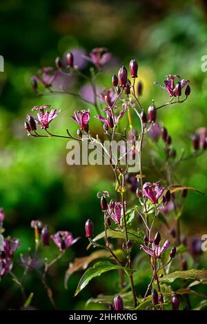 Tricyrtis formosana, viola, spotted, fiore, giglio di Toad, fiori, RM Floral Foto Stock